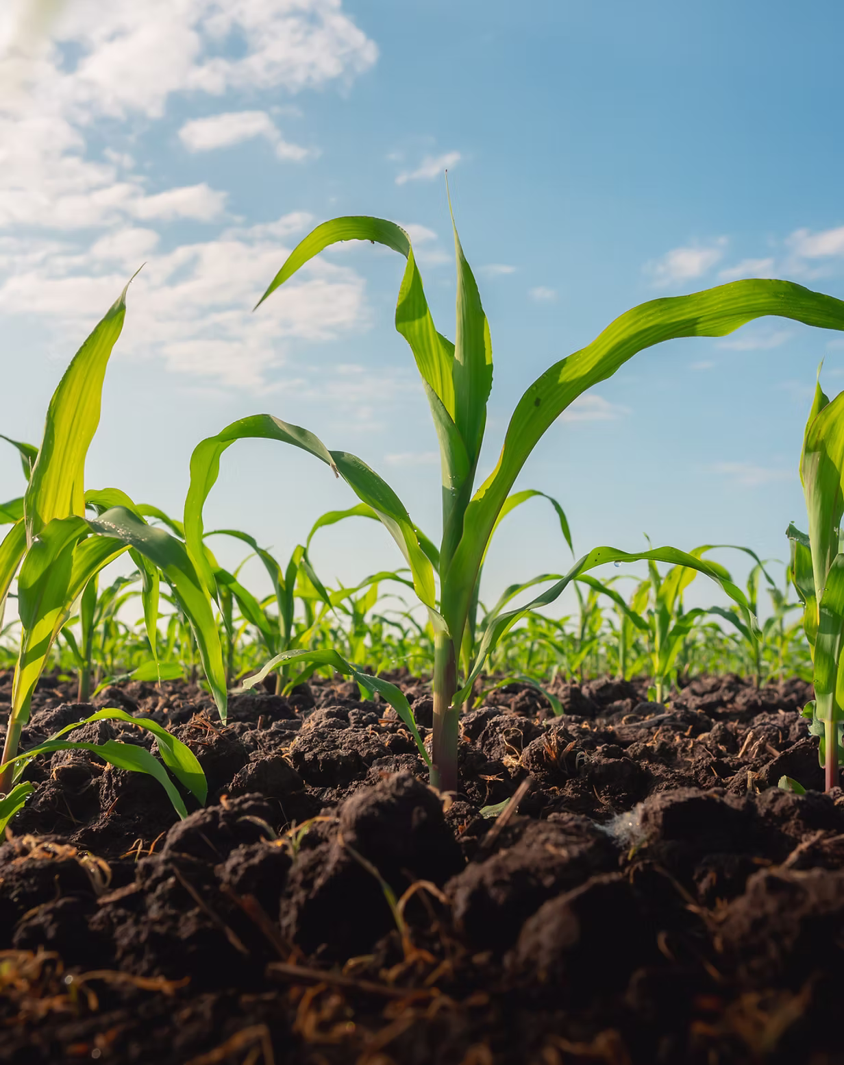 DropSave natural soil moisture granules