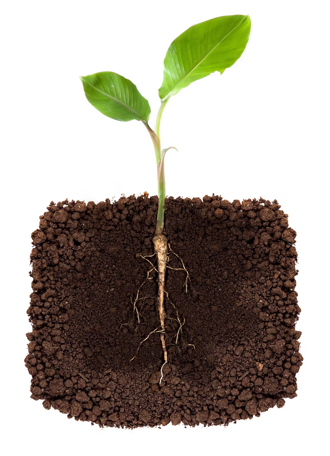 DropSave plant root moisture retention