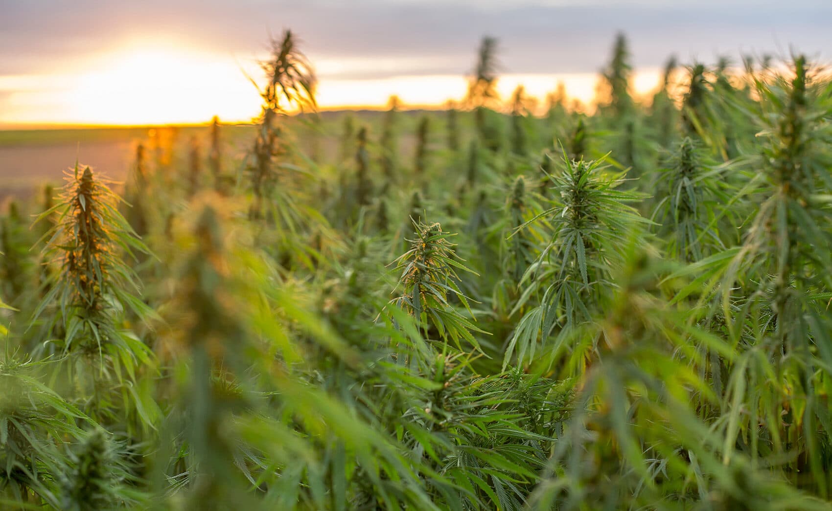 Cannabinoid Derivatives