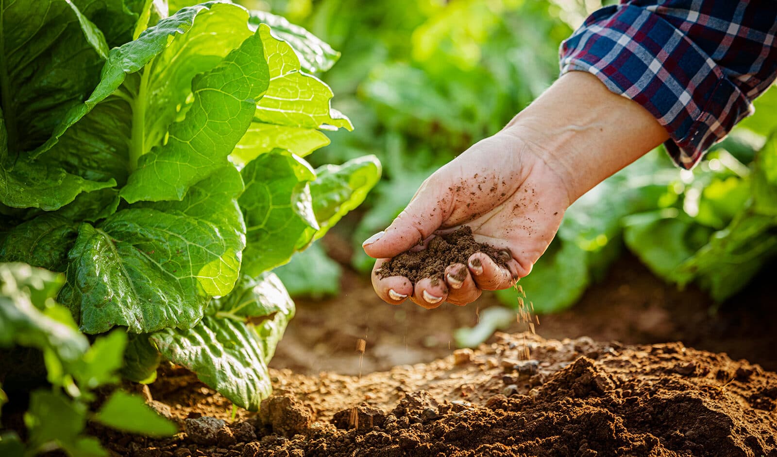 Agricultural Fertilizers